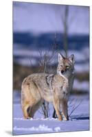 Coyote Walking in Snow-DLILLC-Mounted Premium Photographic Print