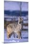 Coyote Walking in Snow-DLILLC-Mounted Premium Photographic Print