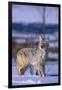 Coyote Walking in Snow-DLILLC-Framed Premium Photographic Print