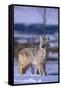 Coyote Walking in Snow-DLILLC-Framed Stretched Canvas