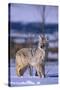 Coyote Walking in Snow-DLILLC-Stretched Canvas