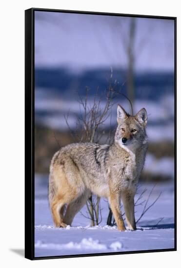 Coyote Walking in Snow-DLILLC-Framed Stretched Canvas