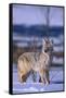 Coyote Walking in Snow-DLILLC-Framed Stretched Canvas