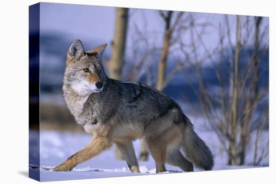 Coyote Walking in Snow-DLILLC-Stretched Canvas