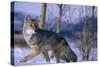 Coyote Walking in Snow-DLILLC-Stretched Canvas