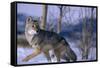 Coyote Walking in Snow-DLILLC-Framed Stretched Canvas