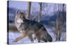 Coyote Walking in Snow-DLILLC-Stretched Canvas