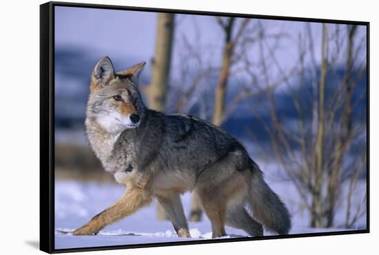 Coyote Walking in Snow-DLILLC-Framed Stretched Canvas