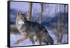 Coyote Walking in Snow-DLILLC-Framed Stretched Canvas