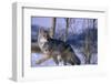 Coyote Walking in Snow-DLILLC-Framed Premium Photographic Print