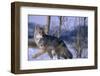 Coyote Walking in Snow-DLILLC-Framed Photographic Print