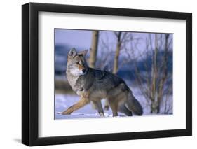 Coyote Walking in Snow-DLILLC-Framed Photographic Print