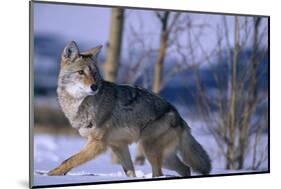 Coyote Walking in Snow-DLILLC-Mounted Photographic Print