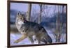 Coyote Walking in Snow-DLILLC-Framed Photographic Print