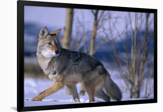 Coyote Walking in Snow-DLILLC-Framed Photographic Print