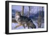 Coyote Walking in Snow-DLILLC-Framed Photographic Print