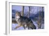 Coyote Walking in Snow-DLILLC-Framed Photographic Print