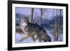 Coyote Walking in Snow-DLILLC-Framed Photographic Print