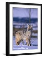 Coyote Walking in Snow-DLILLC-Framed Photographic Print