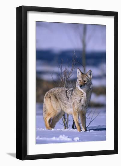 Coyote Walking in Snow-DLILLC-Framed Photographic Print