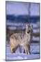Coyote Walking in Snow-DLILLC-Mounted Photographic Print