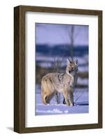 Coyote Walking in Snow-DLILLC-Framed Photographic Print