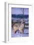 Coyote Walking in Snow-DLILLC-Framed Photographic Print