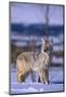 Coyote Walking in Snow-DLILLC-Mounted Photographic Print