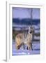 Coyote Walking in Snow-DLILLC-Framed Photographic Print