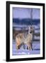 Coyote Walking in Snow-DLILLC-Framed Photographic Print