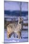 Coyote Walking in Snow-DLILLC-Mounted Photographic Print