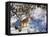 Coyote Walking Through Snow, Kananaskis Country, Alberta, Canada, North America-Jochen Schlenker-Framed Stretched Canvas