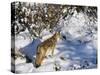 Coyote Walking Through Snow, Kananaskis Country, Alberta, Canada, North America-Jochen Schlenker-Stretched Canvas