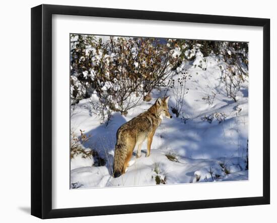 Coyote Walking Through Snow, Kananaskis Country, Alberta, Canada, North America-Jochen Schlenker-Framed Photographic Print