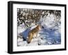 Coyote Walking Through Snow, Kananaskis Country, Alberta, Canada, North America-Jochen Schlenker-Framed Photographic Print