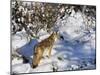 Coyote Walking Through Snow, Kananaskis Country, Alberta, Canada, North America-Jochen Schlenker-Mounted Photographic Print