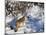 Coyote Walking Through Snow, Kananaskis Country, Alberta, Canada, North America-Jochen Schlenker-Mounted Photographic Print