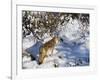 Coyote Walking Through Snow, Kananaskis Country, Alberta, Canada, North America-Jochen Schlenker-Framed Photographic Print