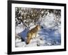 Coyote Walking Through Snow, Kananaskis Country, Alberta, Canada, North America-Jochen Schlenker-Framed Photographic Print