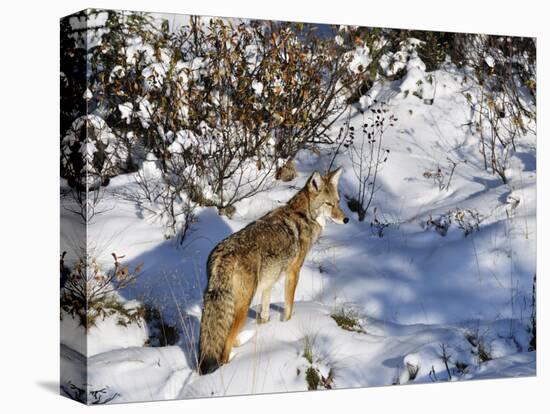 Coyote Walking Through Snow, Kananaskis Country, Alberta, Canada, North America-Jochen Schlenker-Stretched Canvas