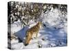 Coyote Walking Through Snow, Kananaskis Country, Alberta, Canada, North America-Jochen Schlenker-Stretched Canvas