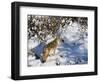 Coyote Walking Through Snow, Kananaskis Country, Alberta, Canada, North America-Jochen Schlenker-Framed Photographic Print