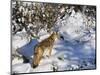 Coyote Walking Through Snow, Kananaskis Country, Alberta, Canada, North America-Jochen Schlenker-Mounted Photographic Print