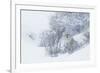 Coyote, winter hiding spot-Ken Archer-Framed Photographic Print