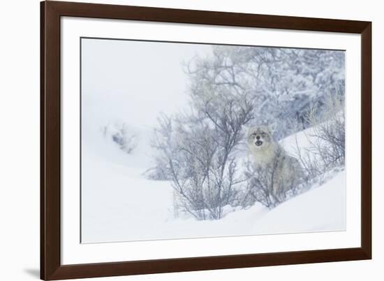 Coyote, winter hiding spot-Ken Archer-Framed Photographic Print