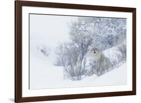 Coyote, winter hiding spot-Ken Archer-Framed Photographic Print