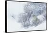 Coyote, winter hiding spot-Ken Archer-Framed Stretched Canvas