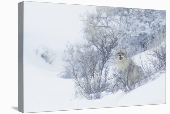 Coyote, winter hiding spot-Ken Archer-Stretched Canvas