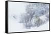 Coyote, winter hiding spot-Ken Archer-Framed Stretched Canvas