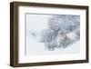 Coyote, winter hiding spot-Ken Archer-Framed Photographic Print